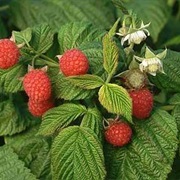 Raspberry
