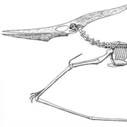 Pterosaur Jaw Bone, Calgary, Alberta