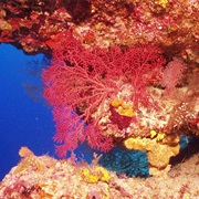 Chagos Archipelago Reefs