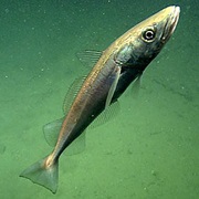 Pacific Whiting (Aka: California, Pacific and Silver Hake, Whitefish, Haddock, Butterfish, Popeye)
