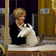 Cat Show