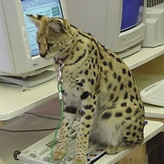 Domesticated Servals