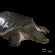 Asian Narrow-Headed Softshell Turtle