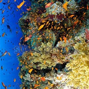 Big Brother, Egyptian Red Sea