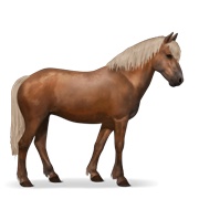 Newfoundland Pony - Flaxen Chestnut
