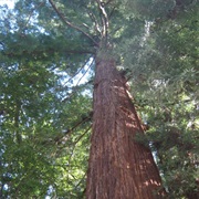 Coast Redwood