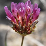 Foothill Clover (Trifolium Ciliolatum)