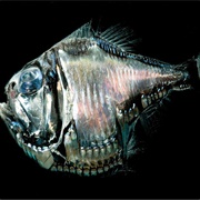 Marine Hatchetfish