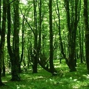 Hirkan National Park