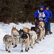 Dog Mushing