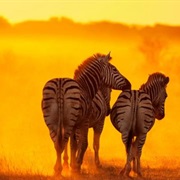 Faire Un Safari D'Afrique