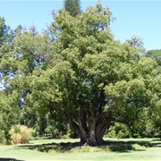Camphor Tree (Cinnamomum Camphora)