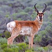 Pronghorn