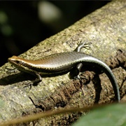 Black-Spotted Skink (Copeoglossum Nigropunctatum)
