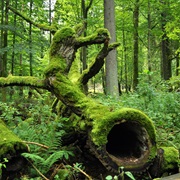 Białowieża National Park