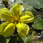 Fringed Water Lily (Nymphoides Peltata)