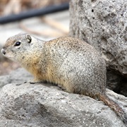 Townsend's Ground Squirrel