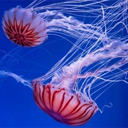 Jellyfish