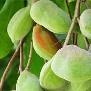 Billygoat Plum (Terminalia Ferdinandiana)