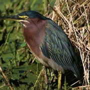 Green Heron