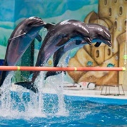 Istanbul Dolphinarium
