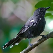 Rio Branco Antbird