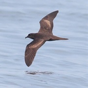 Bulwer's Petrel