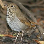 Hermit Thrush