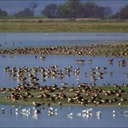Neusiedler See Seewinkel / Ferto Hansag National Parks
