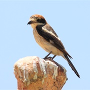Woodchat Shrike