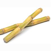 Sugarcane