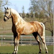 Golden American Saddlebred