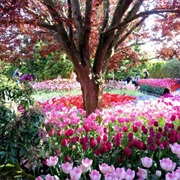 Roozengaarde (Mount Vernon, Washington)