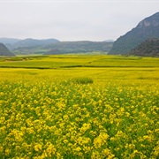 Rapeseed Flower Field