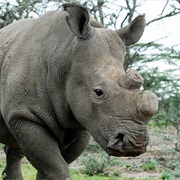 Northern White Rhino (Possibly Extinct in Wild)