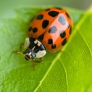 Ladybird
