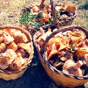 Bloody Milk Cap (Lactarius Sanguifluus)