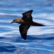 Fiji Petrel