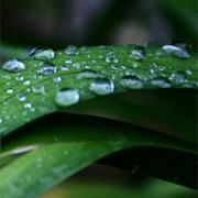 Discover the Surface Tension of Water