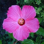 Hibiscus