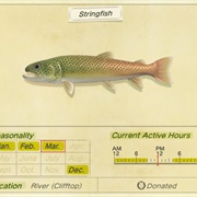 Stringfish