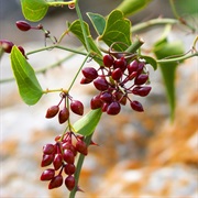Honduran Sarsaparilla (Smilax Ornata)