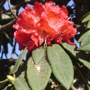 Tree Rhododendron (Rhododendron Arboreum)