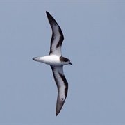 Bermuda Petrel