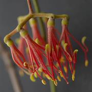 Southwood National Park (QLD)