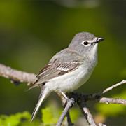 Plumbeous Vireo