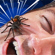 People Swallow a High Number of Spiders During Sleep