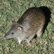 Northern Brown Bandicoot