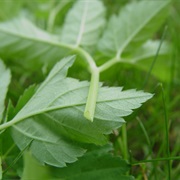 Ground Elder (Aegopodium Podagraria)
