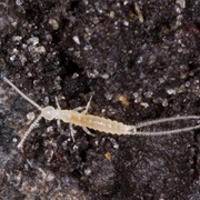 Diplura (Two-Pronged Bristletails)